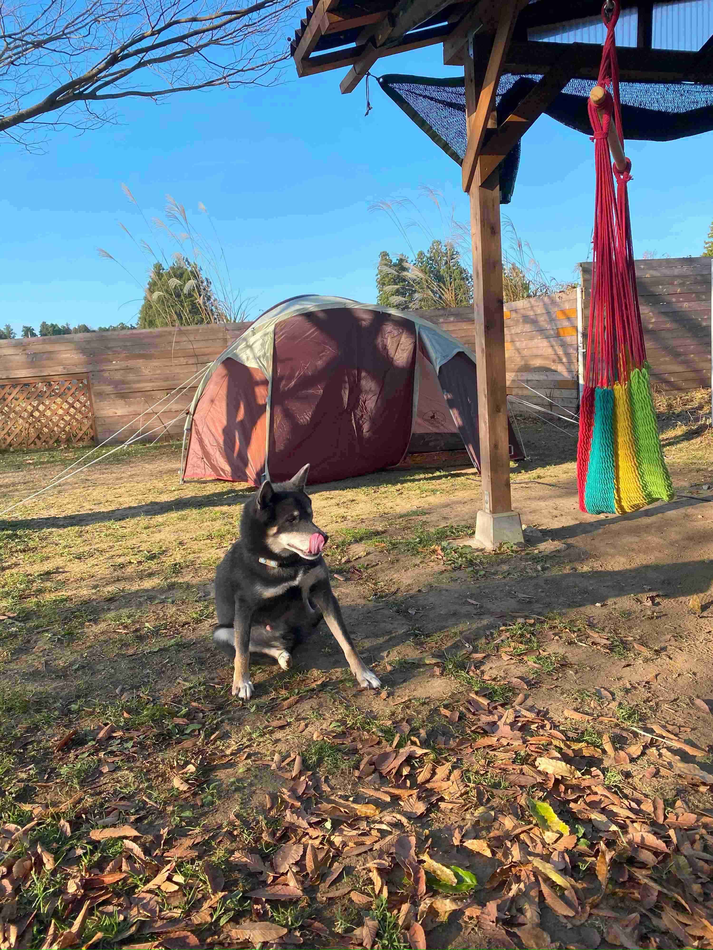 キャンプを楽しむ柴犬