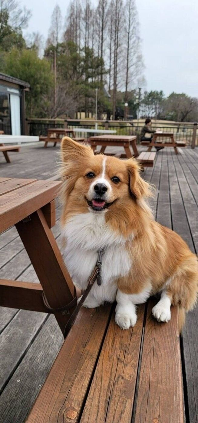 お世話に必死 不安で落ち込む毎日 愛犬が気づかせてくれた 一緒に笑顔で過ごす ことの大切さ いぬのきもちweb Magazine お世話に必死 不安で落ち込む毎日 愛犬が気づかせてくれた 一緒に笑顔で過ごす ことの大切さ いぬのきもちweb Magazine