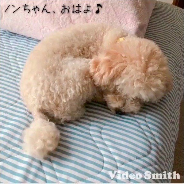 しっぽで挨拶するトイ・プードル