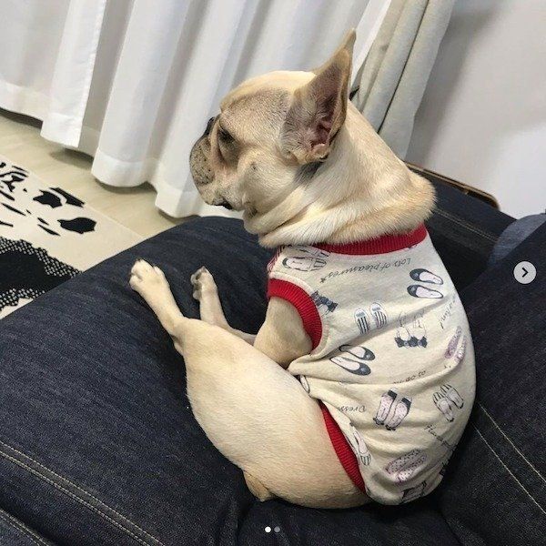 ソファに座るぽんずちゃん