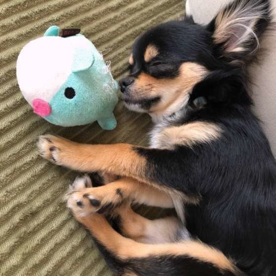 チワワの小鉄くん