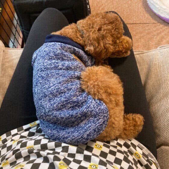 膝の上でおならをするトイプーのくーくん