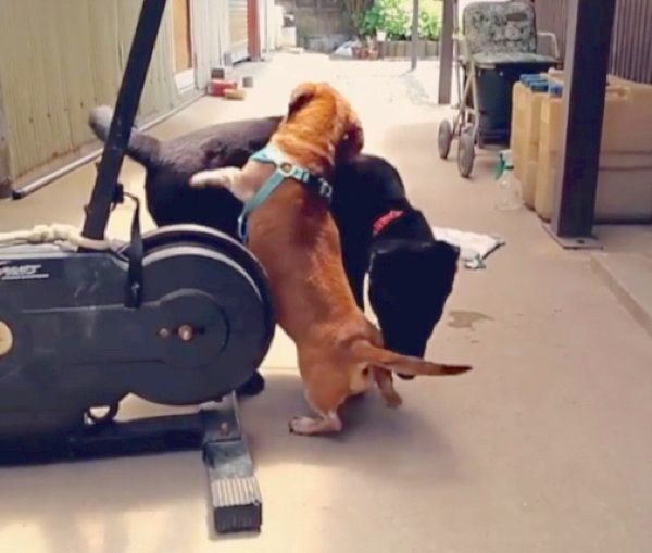 大きな犬に立ち向かうミニチュア・ダックスフンド