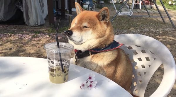 飼い主さんとお茶会をする柴犬