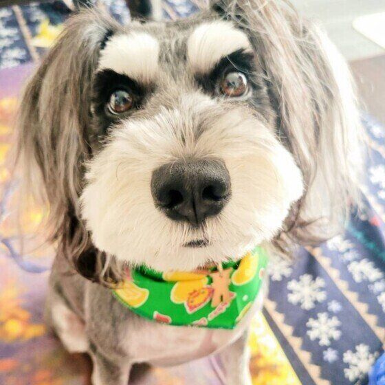 見つめるミニチュア・シュナウザー