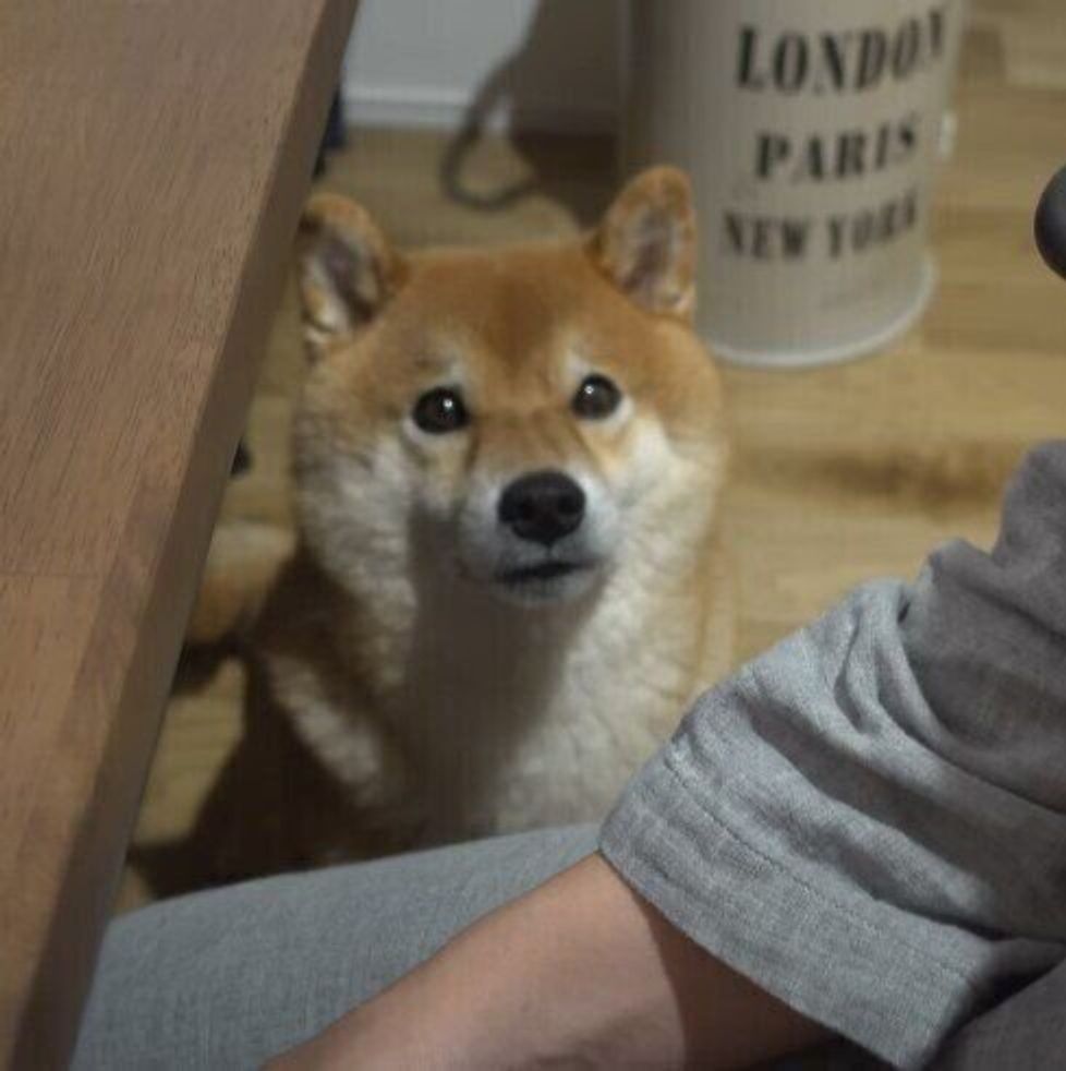 ゲームをするパパに圧をかける柴犬 だって一緒に寝たいんだもん いぬのきもちweb Magazine ゲームをするパパに圧をかける柴犬 だって一緒に寝たいんだもん いぬのきもちweb Magazine