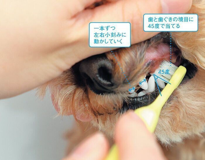 愛犬の歯みがき・歯ブラシの当て方