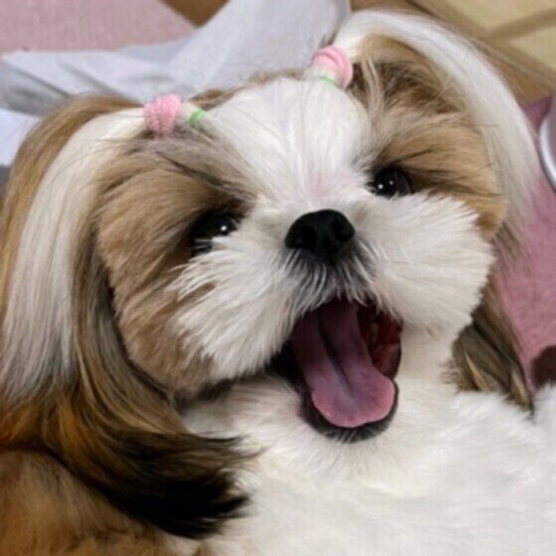 獣医師監修 犬にキャベツを与えても大丈夫 キャベツを食べるメリットと与え方を解説 いぬのきもちweb Magazine 獣医師監修 犬にキャベツを与えても大丈夫 キャベツを食べるメリットと与え方を解説 いぬのきもちweb Magazine