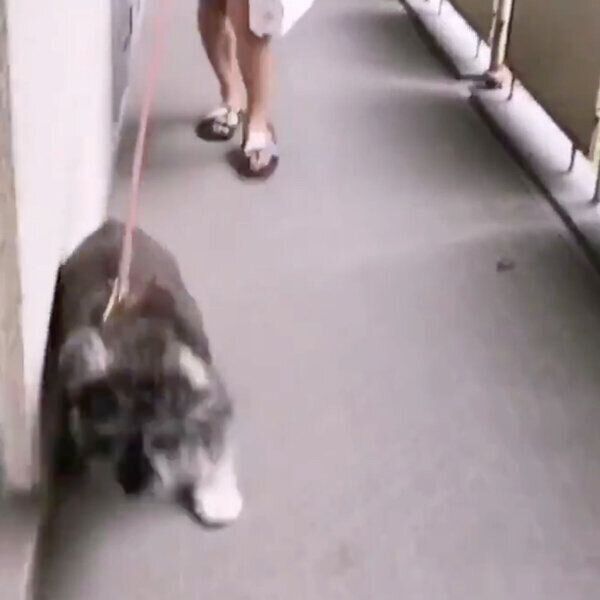 倒れているセミを見てビビるジェスくん