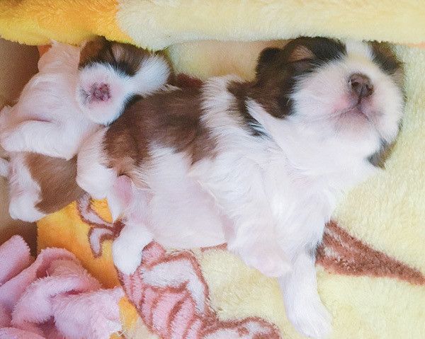 眠るシー・ズーの子犬