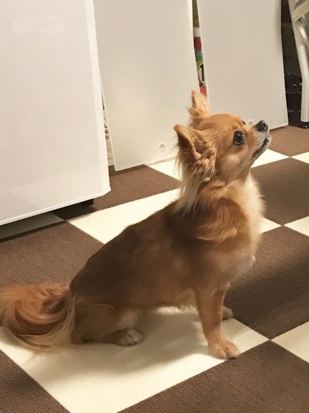 専門家が解説 犬の おすわり の教え方 できないときの解決策 いぬのきもちweb Magazine 専門家が解説 犬の おすわり の教え方 できないときの解決策 いぬのきもちweb Magazine