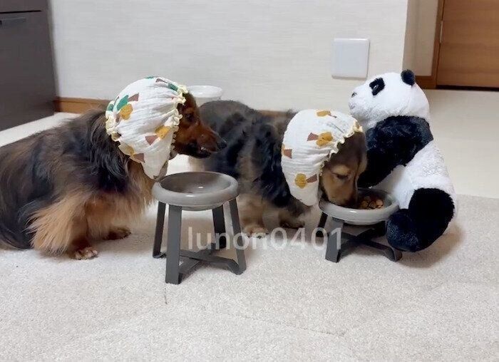 ゴハンを食べる、るのんくんとかるちゃん