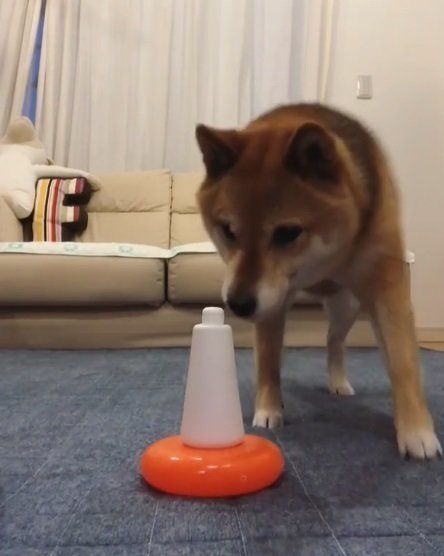 割投げをする柴