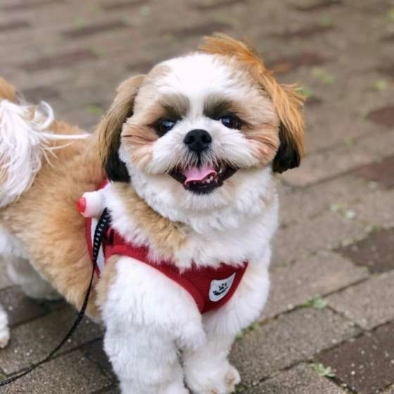 お散歩するシー・ズー