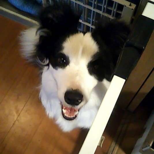 ボーダー・コリー