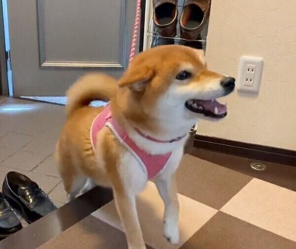 帰ってきたらお父さんがいて大喜びする、ゆきちゃん