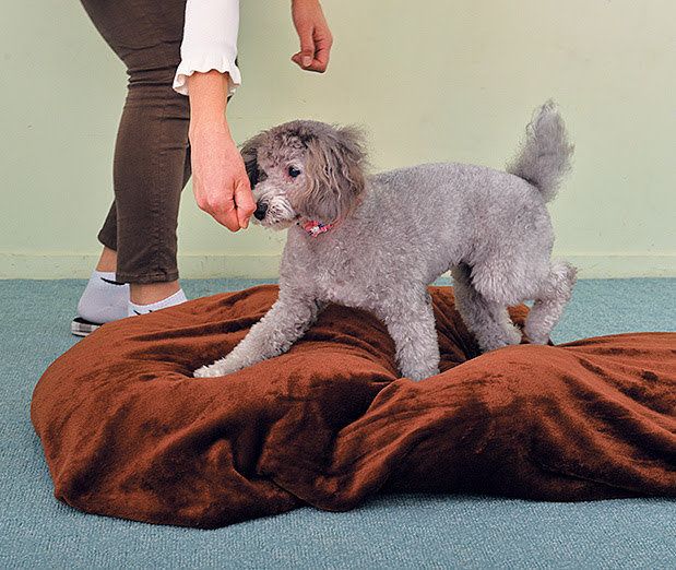 バランスマットの上を歩く犬