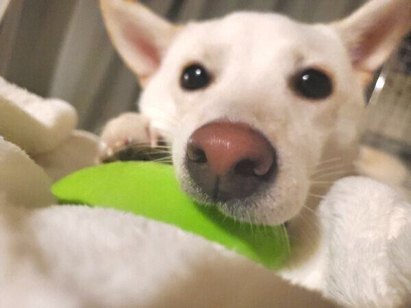 見つめるおこめくん