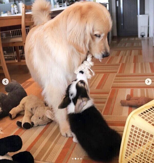 モグくんに遊び方を教えるシャロンちゃん