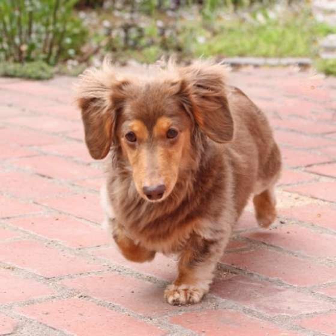 増える ゆるくなる 犬のオシッコ ウンチ 年齢による変化は いぬのきもちweb Magazine 増える ゆるくなる 犬のオシッコ ウンチ 年齢による変化は いぬのきもちweb Magazine