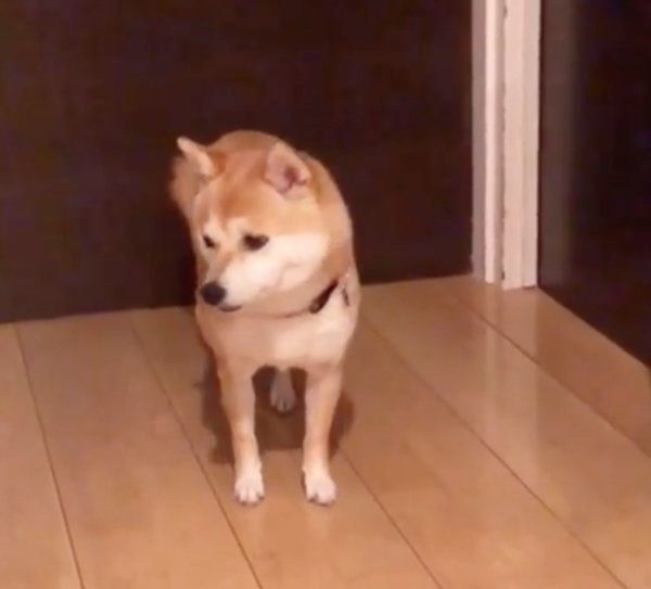 ドアの前で待つ豆柴