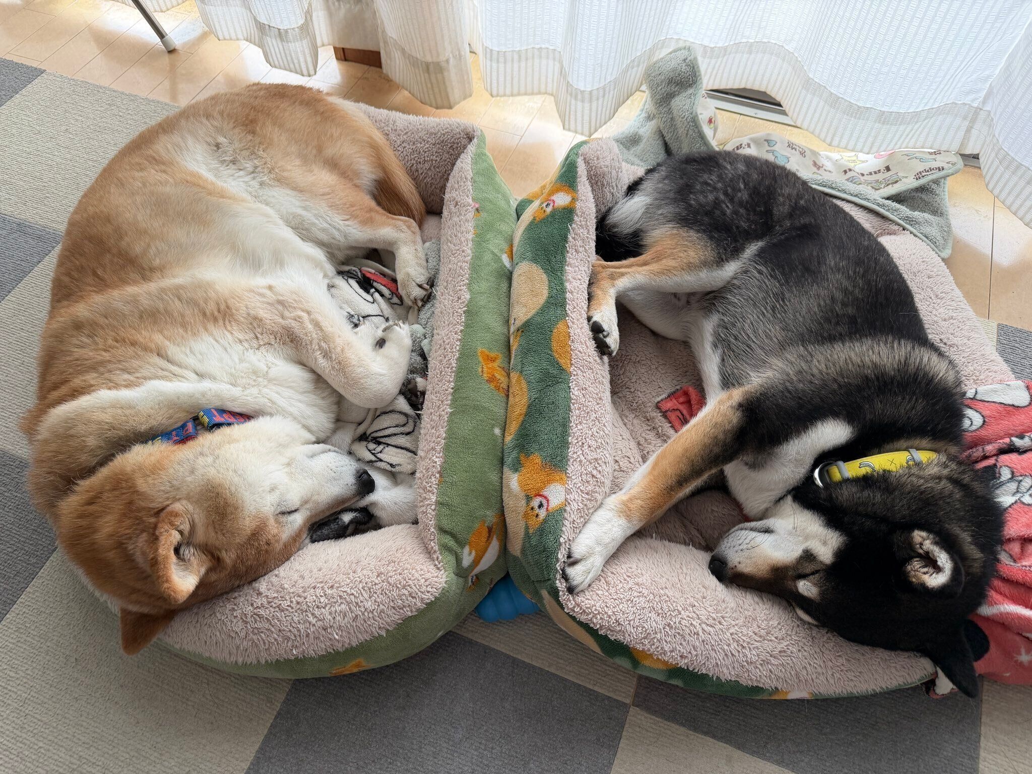 お昼寝中の柴犬（左）と柴犬（右）