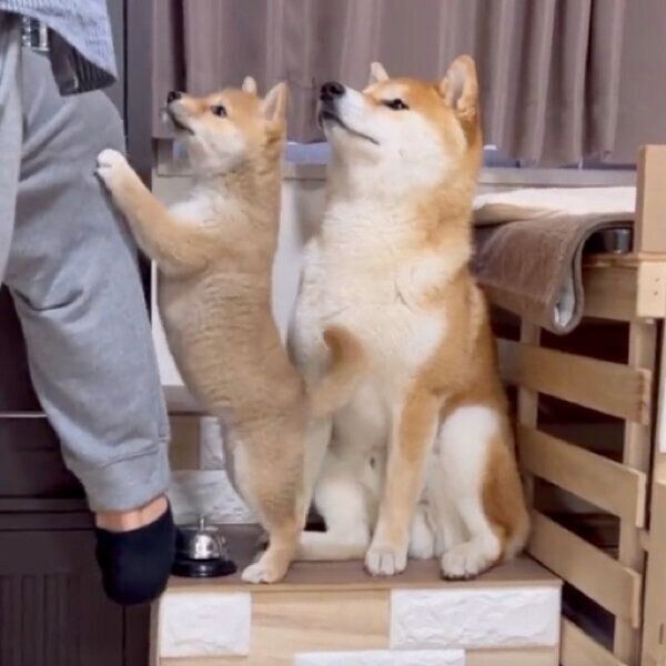 おやつが待ちきれないわらびちゃん