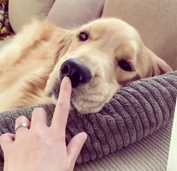 まったりするコメちゃん