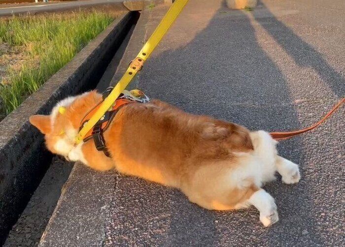 散歩中に動かなくなってしまっためいちゃん