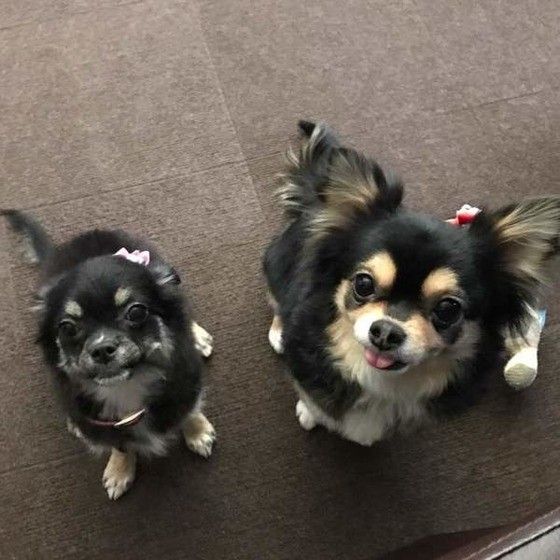 仲よくトリミング