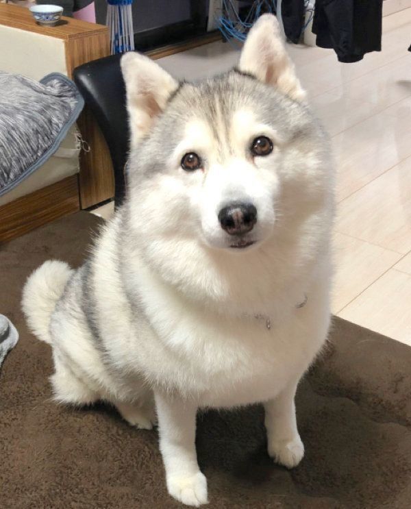 見つめるシルビアちゃん