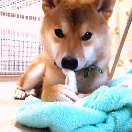 見つめる柴犬