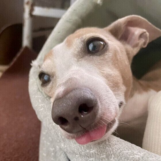 リラックスしているイタリアン・グレーハウンド