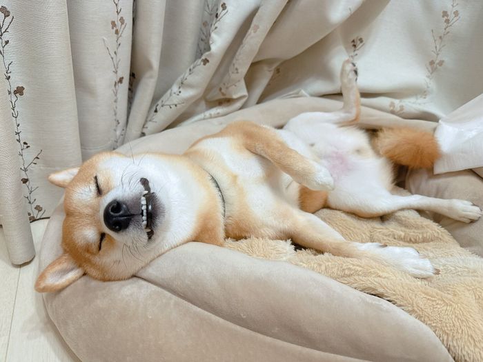 ぐっすり眠るおかかくん