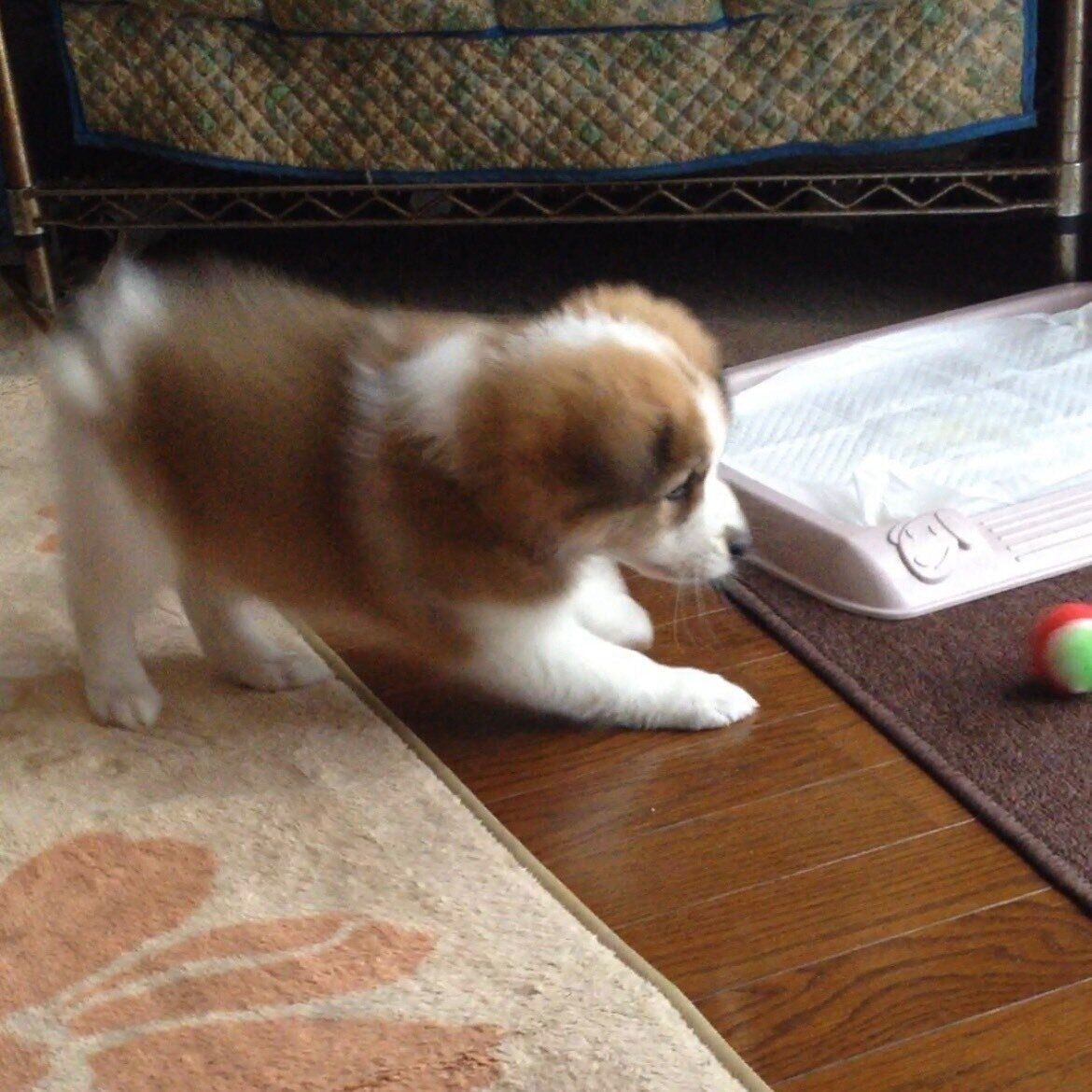 お迎え当時、生後約2カ月のヨナくん