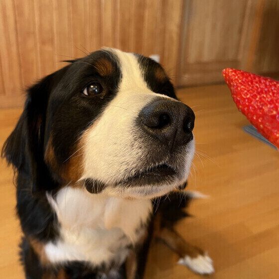 バーニーズ・マウンテン・ドッグ