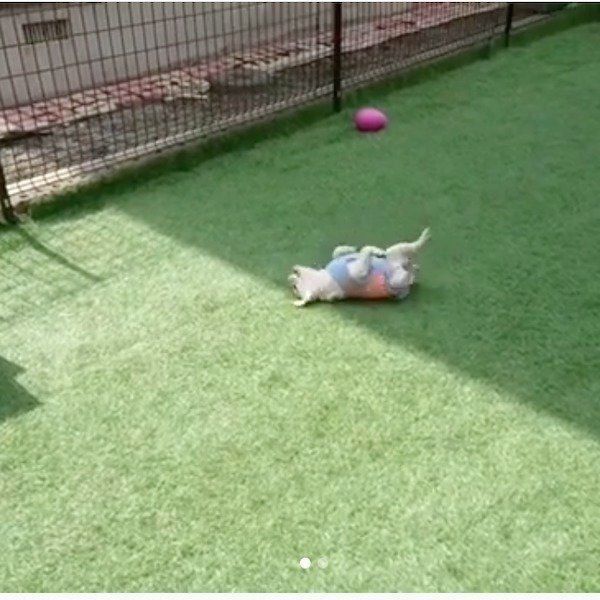 仰向けでジタバタするラブちゃん