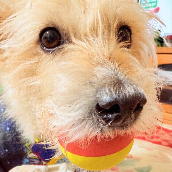 お気に入りのおもちゃを持ってきたジャック・ラッセル・テリア いぬのきもち