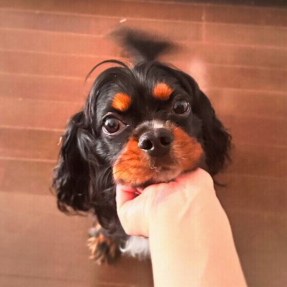 犬のクッシング症候群(副腎皮質機能亢進症)の原因と症状、治療法とは いぬのきもち