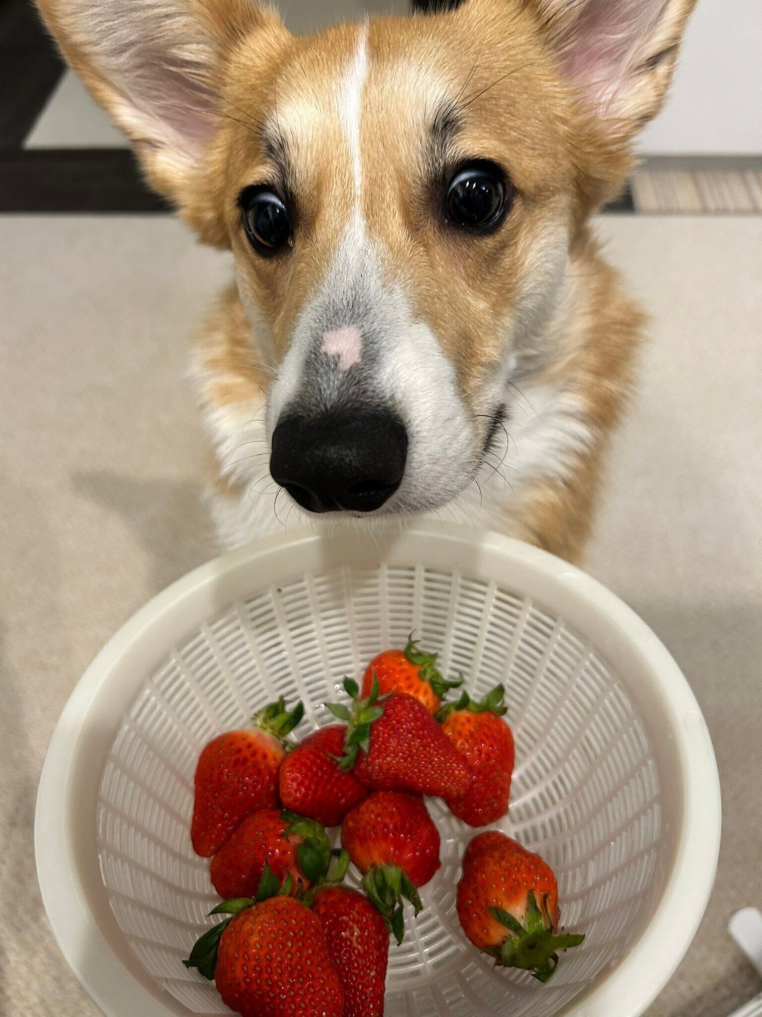 いちごをおいしそうに見つめるコーギー