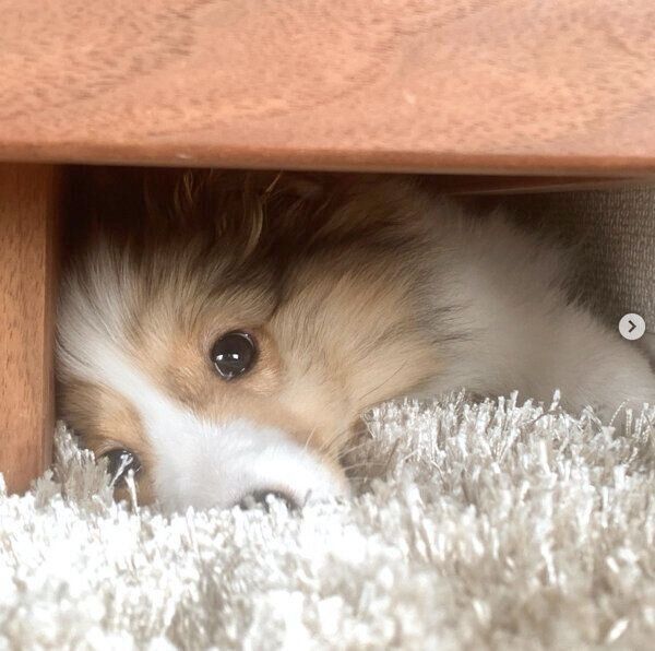 ソファの下に潜るルネちゃん
