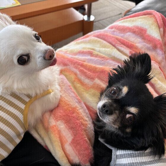 上を見上げる2匹のチワワ