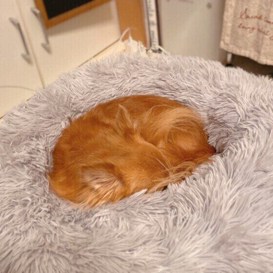 犬の尻尾はマフラーになる?小さく丸くなって寝る犬たちをご紹介 いぬのきもち