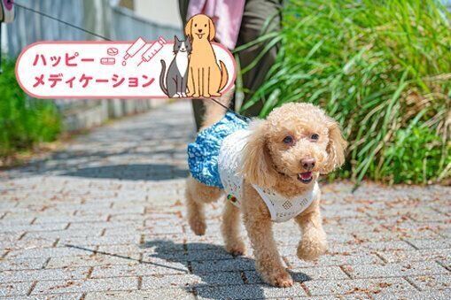 トイ・プードル