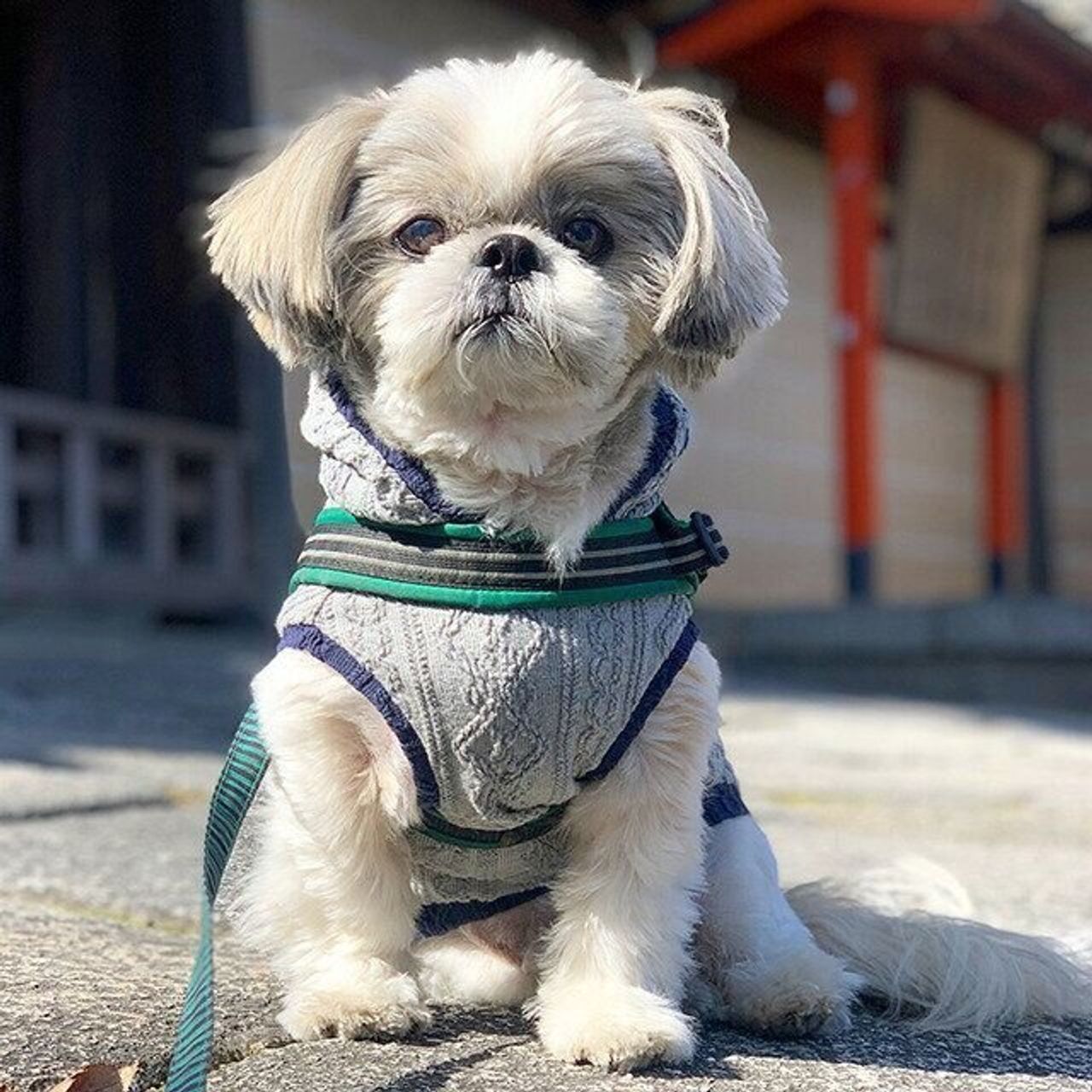 何回も振り返って大丈夫か確認 心優しい犬 てんぽ 連載 シーズー犬のてんぽ 第87回 いぬのきもちweb Magazine 何回も振り返って大丈夫か確認 心優しい犬 てんぽ 連載 シーズー犬のてんぽ 第87回 いぬのきもちweb Magazine