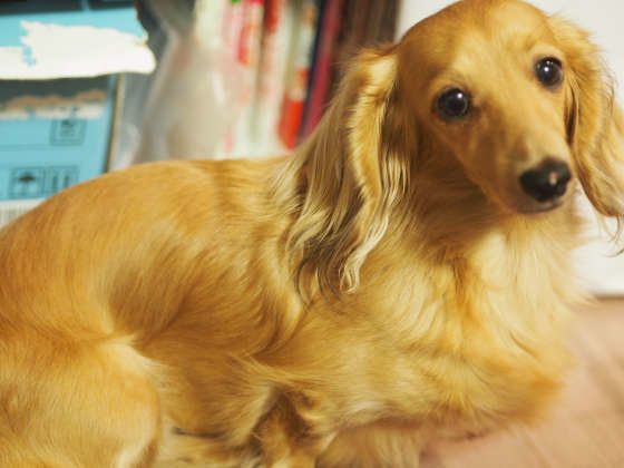 ミニチュア・ダックスフンド