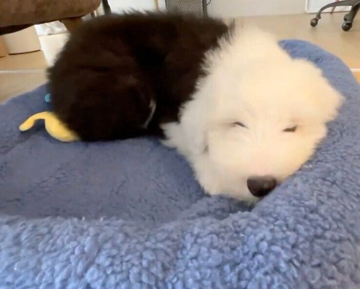 お迎え3日目のテアちゃん