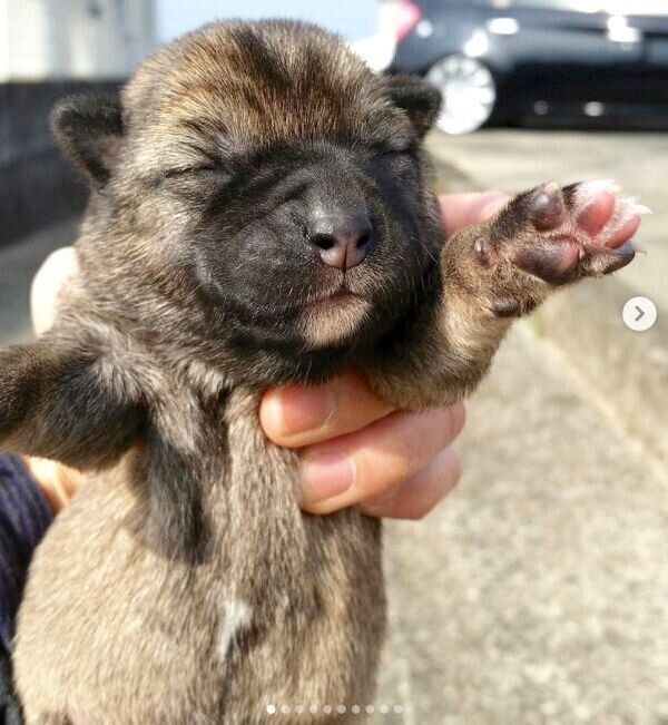 保護当時のあずきちゃん