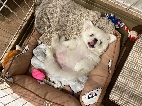 ヘソ天するアラレちゃん