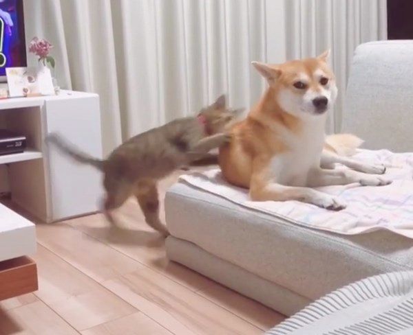 柴犬のHaluくんと猫のMugiくん